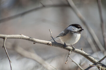 Chickadee on branch