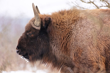 European bison in the beautiful white forest during winter time © photocech