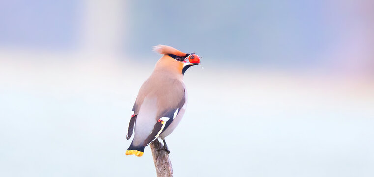 Bird Bohemian waxwing Bombycilla garrulus feeding on rowan branch.