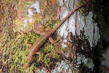 diurnal tropical gecko // tagaktiver, tropischer Gecko (Cnemaspis spec.) - Sri Lanka