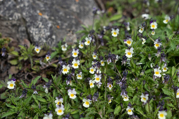Violet (Viola sp), Carcass Island, Falklandsøyene