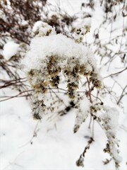 Snow on the dry flower