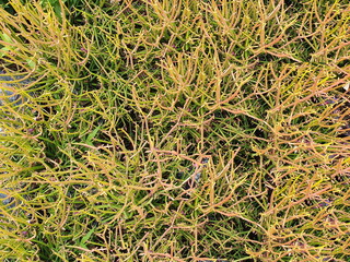 Milk bush or Indian tree spurge , scientific name Euphorbia tirucalli L. The trunk is branched with white latex. They look like coral and are often used as an ornamental plant to decorate your garden.