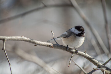 Chickadee on branch