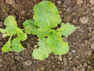 Mustard Greens Scientific name: Brassica juncea is grown on an organic farm without chemicals, making the leaves imperfect and porous. Vegetables contain beta carotene. Contains fibers for excretion.
