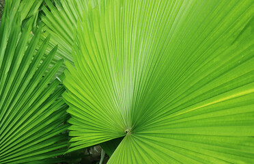 Vibrant Green Fan-liked Leaves of Panama Hat Palm Plants for Background or Banner
