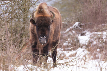 European bison in the beautiful white forest during winter time © photocech