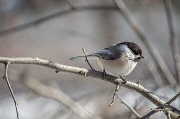 Chickadee on branch