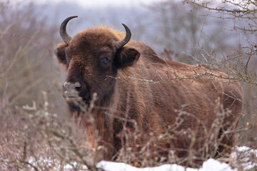 European bison in the beautiful white forest during winter time