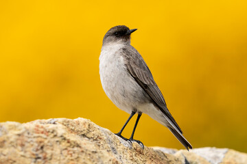 Fototapeta premium The Dark-faced Ground Tyrant (Muscisaxicola maclovianus)