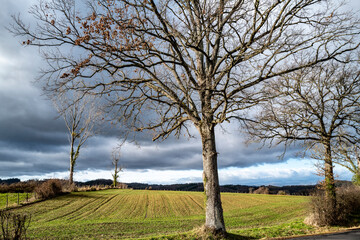 arbres en bord de route, ciel nuageux