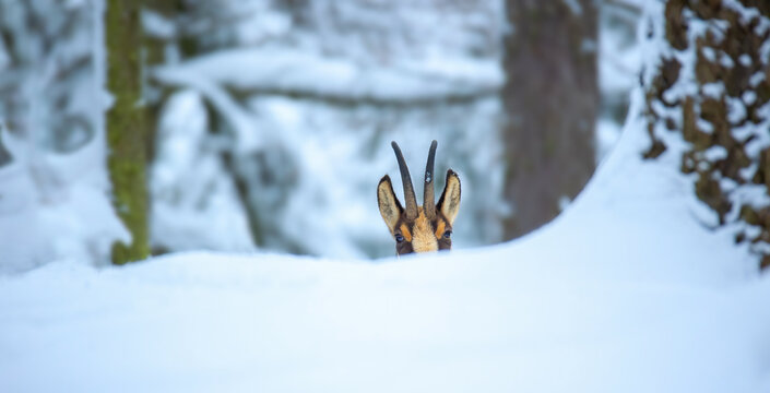 Mountain chamois in the snowy forest of the Luzickych Mountains