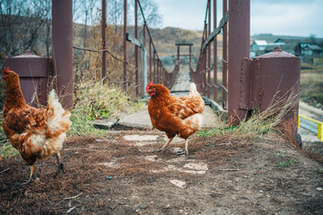 hens with red plumage freely walking around the bridge