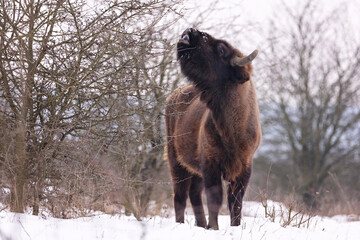 European bison in the beautiful white forest during winter time © photocech