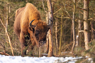 European bison in the beautiful white forest during winter time © photocech