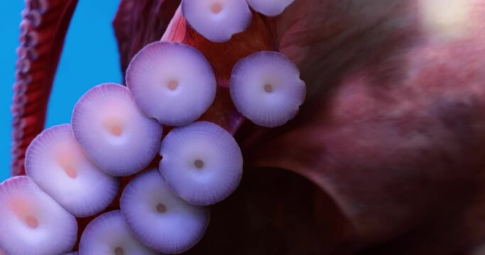 Octopus tentacles close up. Octopus (plural octopuses) is a soft-bodied, eight-limbed mollusc of the order Octopoda.