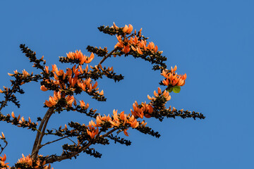 Flame of the forest, Butea monosperma O.Ktze, Leguminosae-Papilionoideae