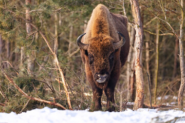 European bison in the beautiful white forest during winter time © photocech