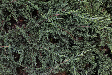 cypress foliage, dark green natural background