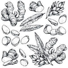 Collection of vector hand-drawn ginger sketches. Vintage Engraving style