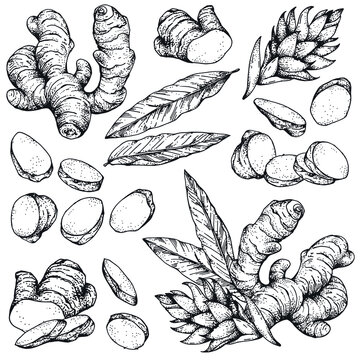 Collection of vector hand-drawn ginger sketches. Vintage Engraving style
