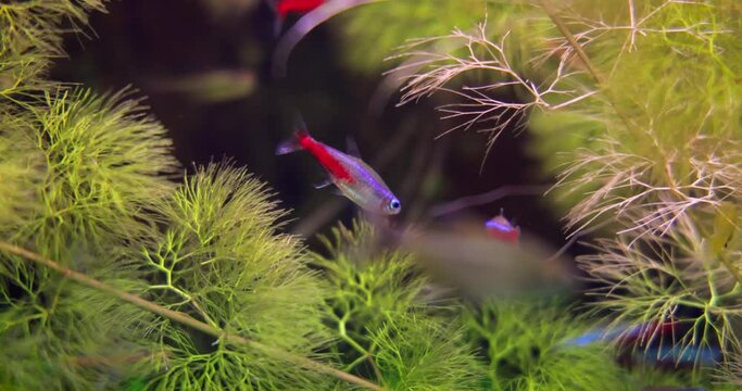 Neon tetra (Paracheirodon innesi) is a freshwater fish of the characin family.