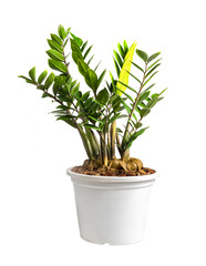 ZZ Plant or  Zanzibar Gem in pot isolated on white background