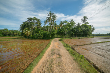 Palm trees in the field. 