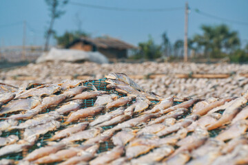 Sun drying of processed Indian mackerel fish (Rastrelliger kanagurta) at a dry fish factory in Fraserganj, West Bengal. They are left for drying on flat bamboo surface, to make shutki fish.
