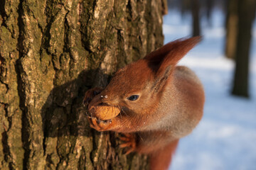 A squirrel sits on a tree and eats a walnut. Forest, nature, animal, wild, rodent, winter, tree, food, fauna, season.
