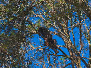 HDR photo of an Arborist cutting trees in a forest 5