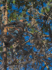 HDR photo of an Arborist cutting trees in a forest 7