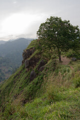 Beautiful landscape with a green hill, a tree and mountains with fog as background near Ella, Sri Lanka