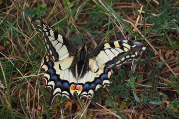 Schwalbenschwanz (Papilio machaon). Südtirol. Der Schmetterling hat mehrere Angriffe von...