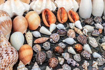 colorful sea shells on ground at market