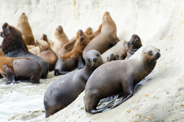 Obraz premium group of seals in the sun on the rocks of the coast of Patagonia Argentina