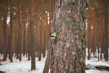 tit sits on a tree in a winter forest