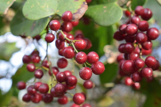 Red ripe berries of rough bindweed (Smilax aspera)