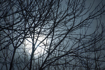 leafless tree branches with backlit haze, in winter