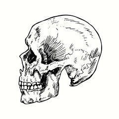 Skull face, side view. Ink black and white drawing. Vector illustration