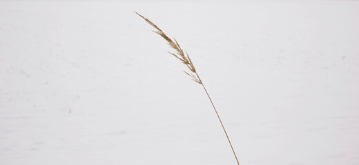 Dry grass on a background of snow. Snow-covered field. Winter natural background