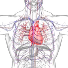 Human Heart Anatomy For Medical Concept 3D Rendering