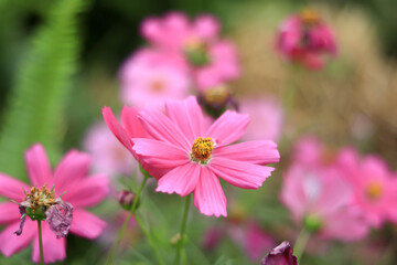 Obraz premium Pink flowers in the garden. Pink cosmos close up.