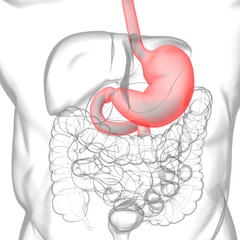 Stomach Anatomy Human Digestive System For Medical Concept 3D Rendering