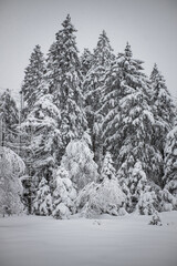 snow covered trees