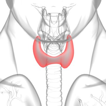 Thyroid Gland Anatomy For Medical Concept 3D