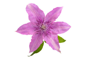  clematis flower