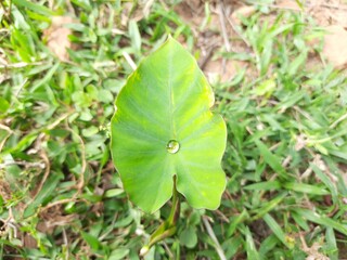 beautiful, dew drop, water drops, green leaves, caladium, notably xanthosoma, large-leaved genera,...