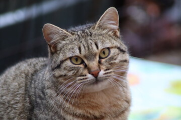 beautiful face of a gray cat close-up