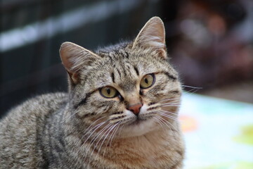 beautiful face of a gray cat close-up